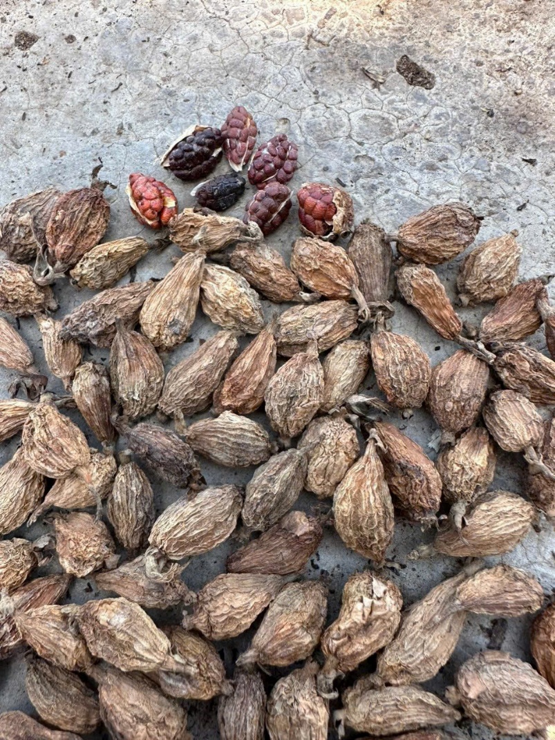 Green cardamom (Vietnam)