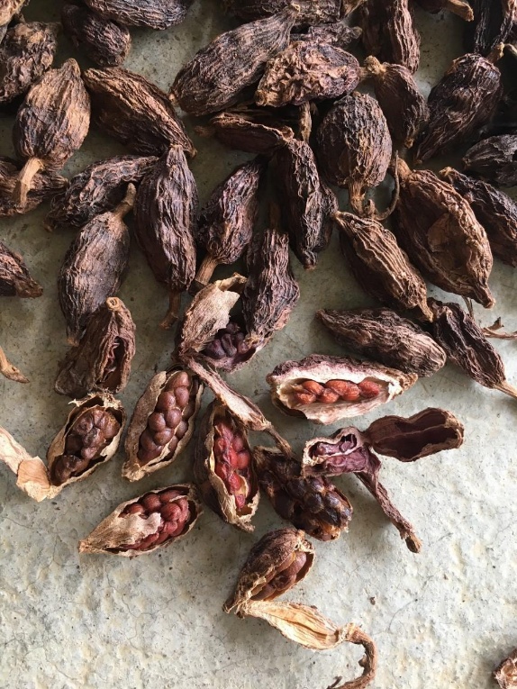 Long cardamom